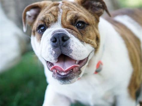 adult toy bulldog|The Miniature English Bulldog: Here’s Everything You Want To .